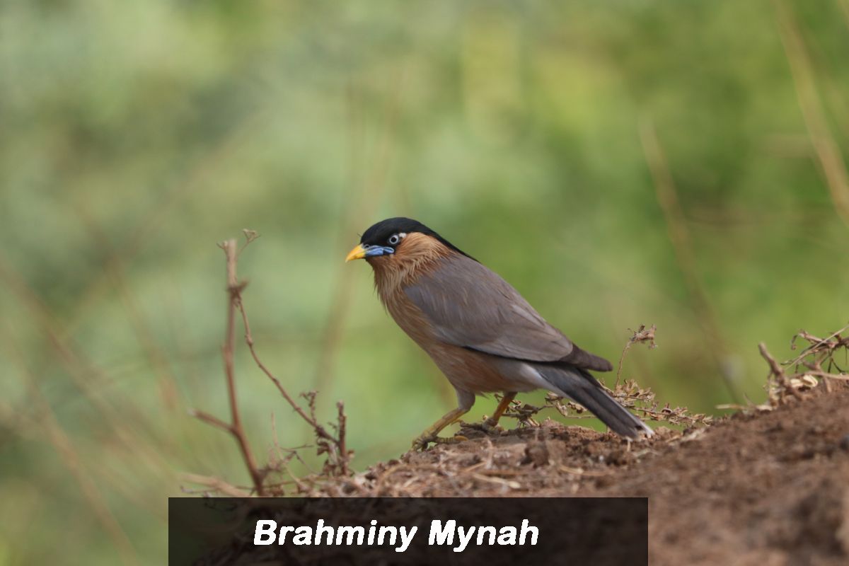 Bird 4